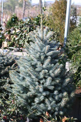 Baby Blue Blue Spruce (Picea pungens 'Baby Blue') in Billings, Montana (MT)  at Canyon Creek Nursery