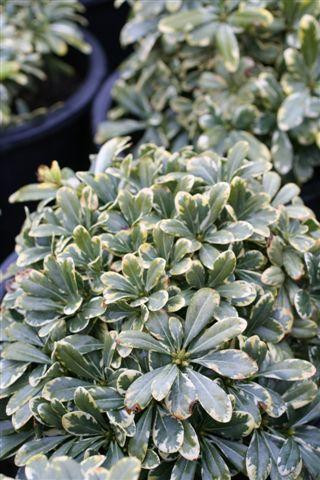 Pittosporum tobira 'Cream de Mint' - Devil Mountain Wholesale Nursery