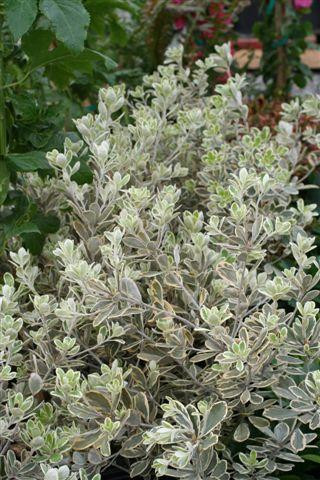 Pittosporum crassifolium 'Variegata' - Devil Mountain Wholesale