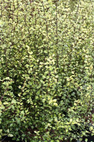 Pittosporum tenuifolium 'Harley Botanica' - Devil Mountain