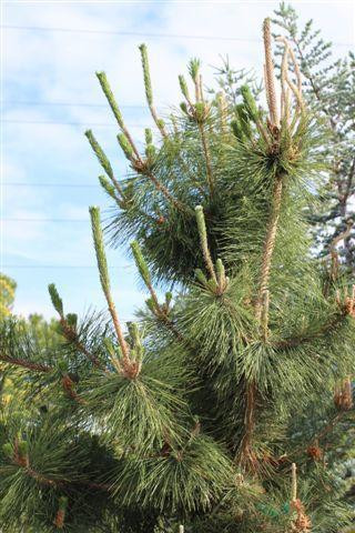 Pinus thunbergii - Devil Mountain Wholesale Nursery