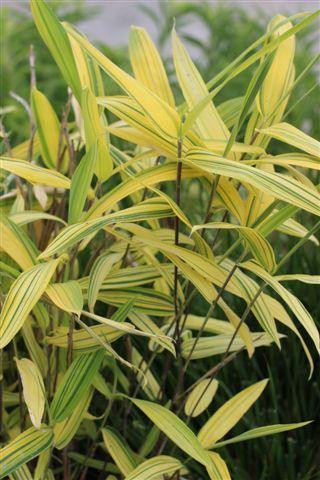 Pleioblastus viridistriatus - Devil Mountain Wholesale Nursery