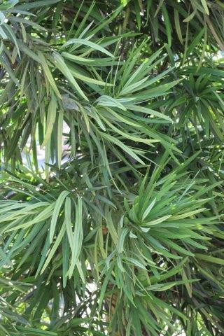 Podocarpus macrophyllus - Devil Mountain Wholesale Nursery