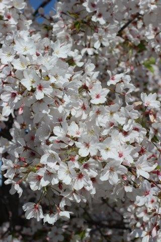 Prunus yedoensis 'Yoshino' - Devil Mountain Wholesale Nursery