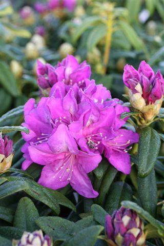 Rhododendron 'Lee's Dark Purple' - Devil Mountain Wholesale Nursery