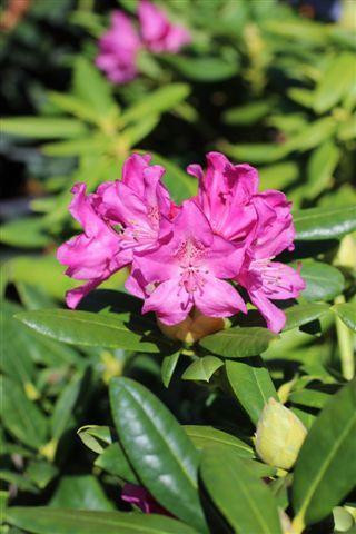 english yew taxus baccata 10 ENGLISH YEW Taxus Baccata Tree Shrub Conifer Sun or Shade Red Ornamental Berry Seeds main image 0