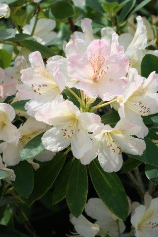 Rhododendron 'Percy Wiseman' (Pink/Cream) - Devil Mountain Wholesale Nursery