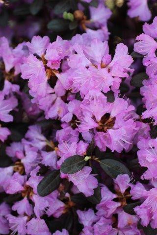 Rhododendron 'P.J.M. Regal' (Purple/Pink) - Devil Mountain Wholesale Nursery