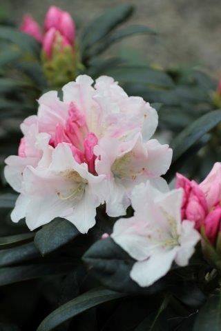 Rhododendron 'Yaku Princess' (Light Pink) - Devil Mountain Wholesale Nursery