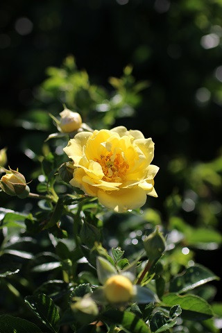 Rosa Flower Carpet® Yellow - Devil Mountain Wholesale Nursery