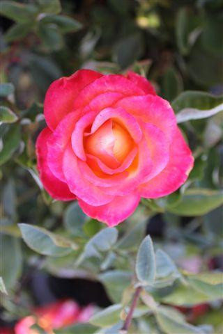 Rosa Perfect Moment (Hybrid Tea) - Devil Mountain Wholesale Nursery