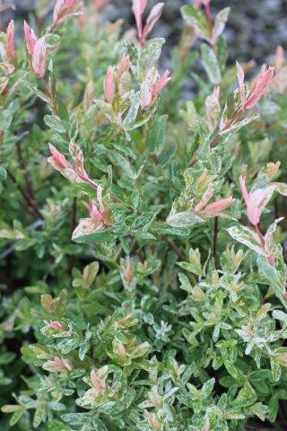 Salix integra 'Flamingo' - Devil Mountain Wholesale Nursery