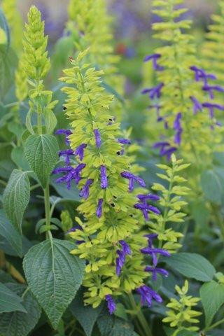 Salvia mexicana 'Limelight' - Devil Mountain Wholesale Nursery