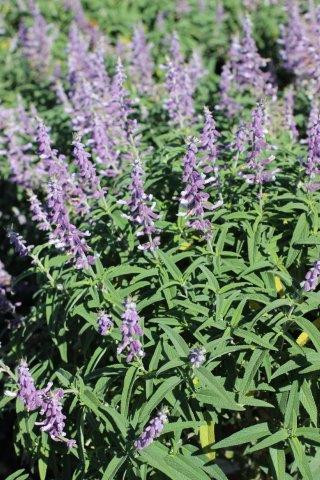 Salvia leucantha 'Santa Barbara' - Devil Mountain Wholesale Nursery