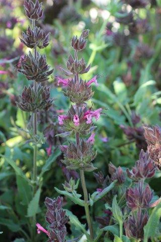 Salvia spathacea - Devil Mountain Wholesale Nursery