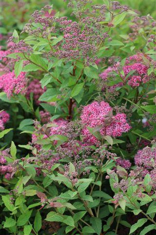 Spiraea 'Anthony Waterer' - Devil Mountain Wholesale Nursery