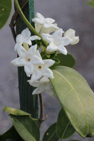 Stephanotis floribunda - Devil Mountain Wholesale Nursery