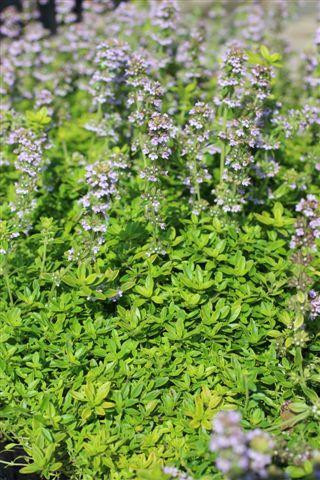Thyme  Thyme Seeds 3155 | OSC Seeds