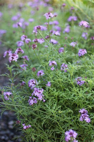 Verbena lilacina 'De La Mina' - Devil Mountain Wholesale Nursery