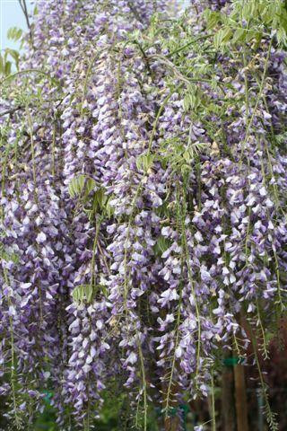 Wisteria floribunda Texas Purple - glycine