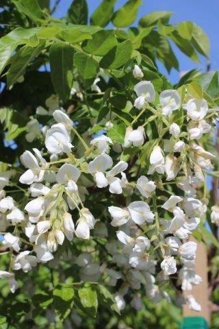 Wisteria venusta 'Alba' - Devil Mountain Wholesale Nursery