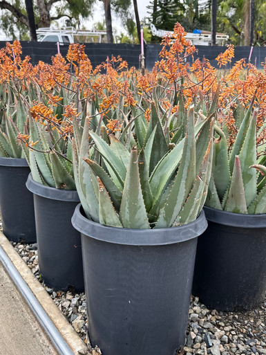 Aloe chabaudii 'Orange Dawn' - Devil Mountain Wholesale Nursery