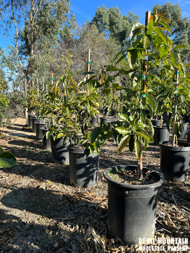 Avocado 'Lamb Hass' (Type A) - Devil Mountain Wholesale Nursery