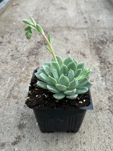 Echeveria_pulidonis_x_lilacina