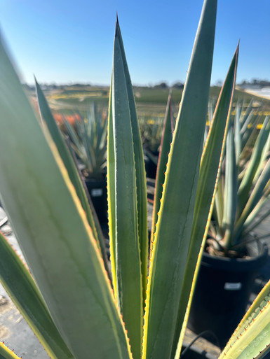Agave ‘Illusion‘　TC株 81AbfQpWrVL._AC_UF350,