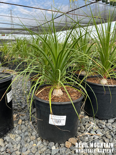 Beaucarnea_Recurvata_5G__66016