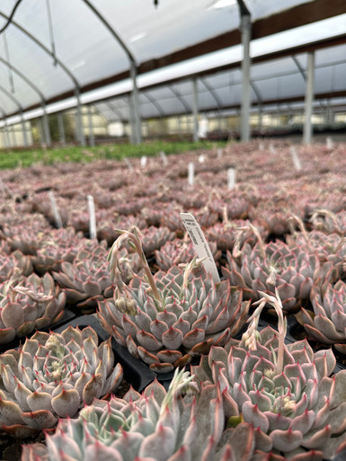 Echeveria_Texensis_4__24248.