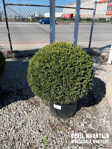 Buxus 'Green Gem' Globe - Devil Mountain Wholesale Nursery