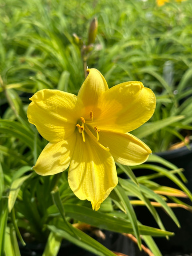 houseonthehill yellowflower ロンティ 80サイズ Hemerocallis_yezoensis_Yellow_