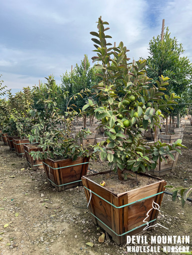 Guava 'Mexican White' - Devil Mountain Wholesale Nursery