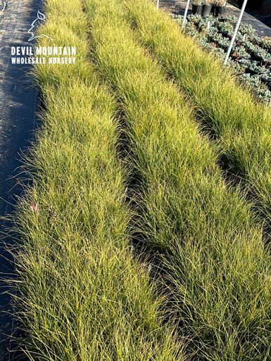 Carex_praegracilis_4inch_2__94