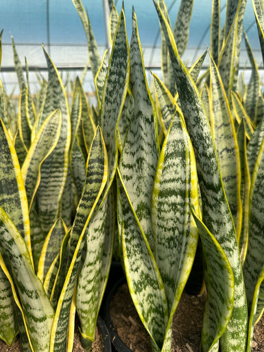 Sansevieria trifasciata 'Laurentii' - Devil Mountain Wholesale Nursery