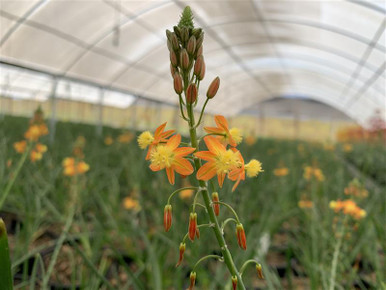 Bulbine frutescens 'Orange' - Devil Mountain Wholesale Nursery