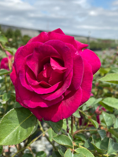 Rosa Brindabella™ Purple Prince (Floribunda) - Devil Mountain
