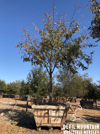 3616_72_Zelkova_s.