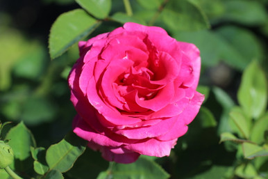 ラファローズ Rose Pink Luciano - DVFlora Wholesale Flowers