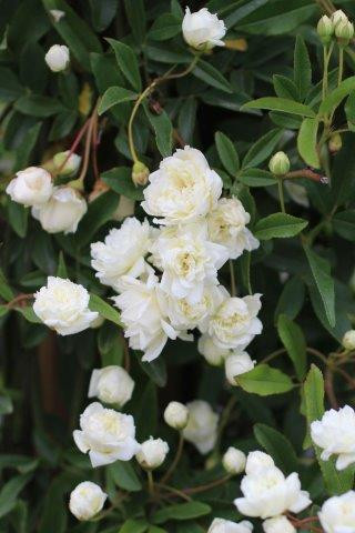 Rosa banksiae 'Alba Plena' - Devil Mountain Wholesale Nursery