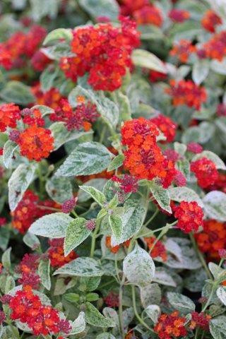 Lantana Cosmic Firestorm™ - Devil Mountain Wholesale Nursery