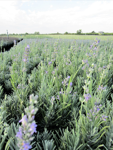 Lavandula_ang_Twickel_Purple_1