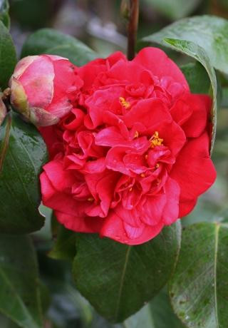 Camellia japonica 'Mrs. Charles Cobb' (Red) - Devil Mountain
