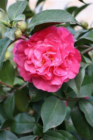 Camellia japonica 'Spellbound' (Pink) - Devil Mountain Wholesale