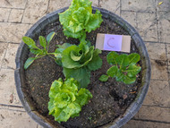 Test Results: Leafy Greens and Frass