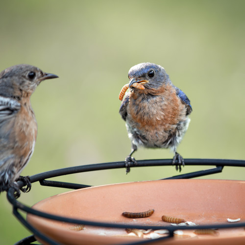 eastern bluebirds eating live mealworms