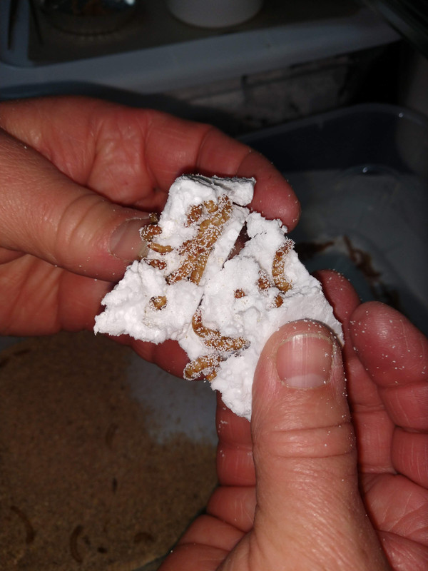Health of mealworms fed on polystyrene and chicken feed Health of mealworms fed on polystyrene and chicken feed
