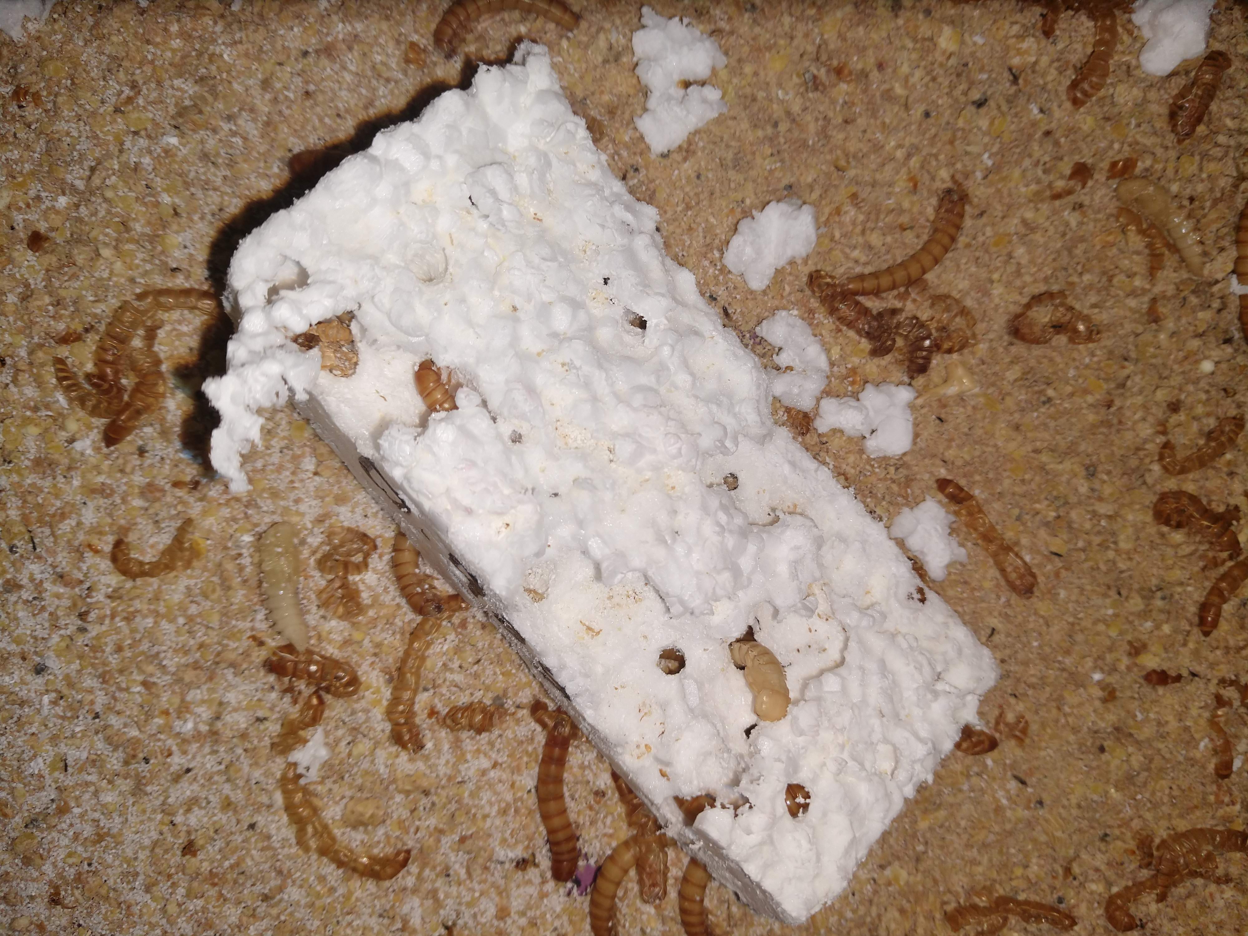 Mealworms eating polystyrene in the laboratory