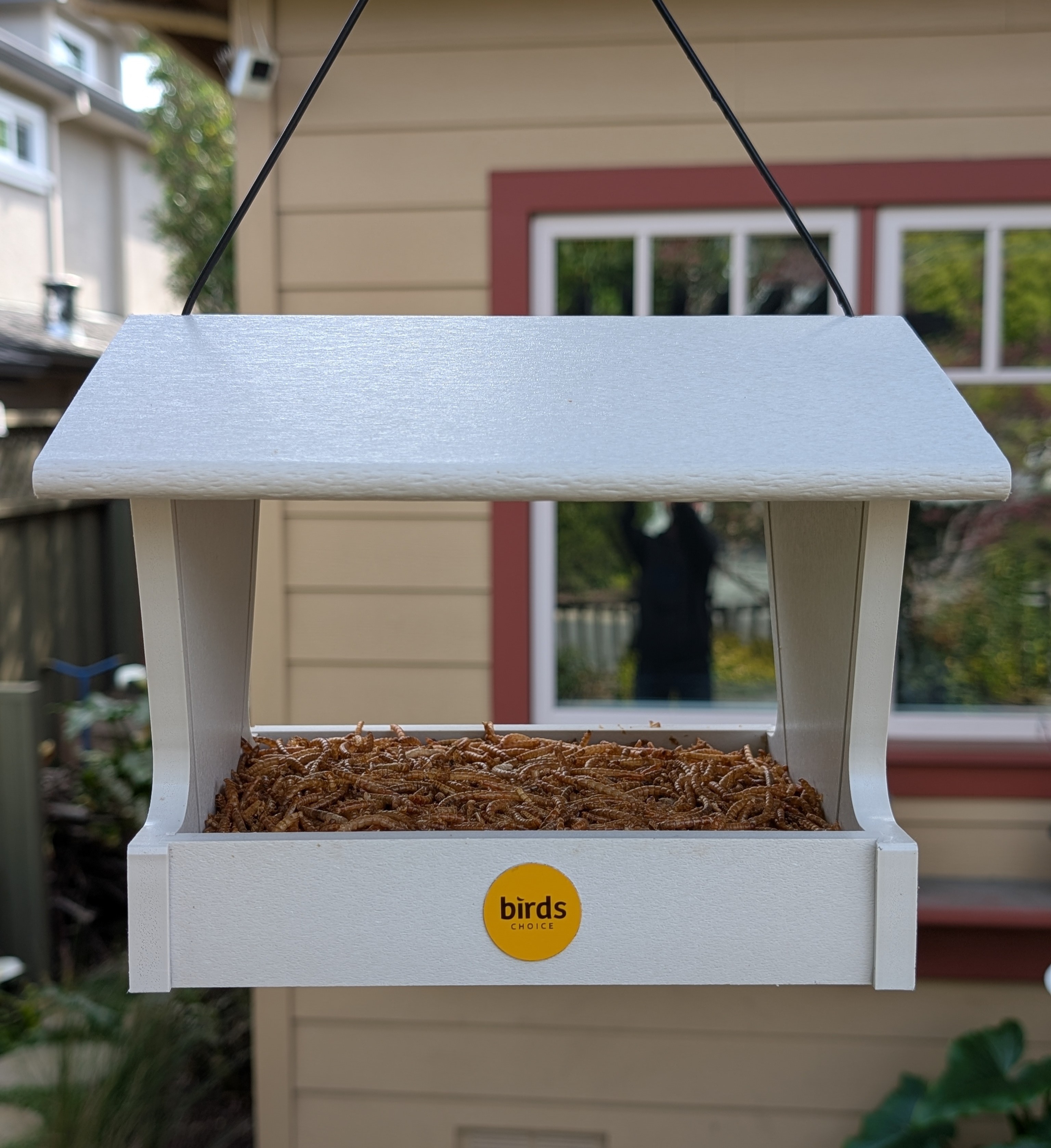 dried mealworms in the fly-thru feeder